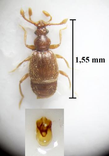 Réf. 235 582 : Bryaxis pyrenaeus